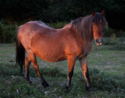 The New Forest